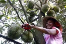 Sốt giống cây ăn quả đặc sản ở Tiền Giang đẩy giá tăng gấp ba lần