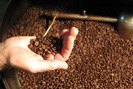 Giá nông sản hôm nay 17/8: Tiêu xuất khẩu hụt hơi, cà phê tồn kho níu giá về sát đáy