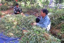 Kỳ vọng mô hình trồng cây dược liệu, hồ tiêu ở Quảng Bình