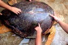 Rùa vàng quý hiếm nặng 70 kg mắc lưới ngư dân Quảng Trị