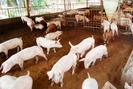 Đệm lót sinh học, giải pháp mới cho chăn nuôi lợn sạch