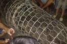 Dân bắt được cá sấu "khổng lồ" trên sông ở Hà Nội