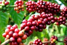 Giá nông sản hôm nay 28/8: Hồ tiêu chặn đà giảm, giá cà phê vẫn thất thường