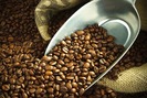 Giá nông sản hôm nay 15/8: Hồ tiêu chao đảo giữ mốc 90.000 đồng/kg, cà phê giảm theo chiều thẳng đứng