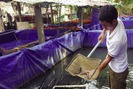 Mở hướng nuôi lươn đồng thương phẩm ở Trà Vinh