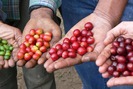 Giá nông sản hôm nay 12/8: Hồ tiêu gặp khó quanh mức 90.000 đồng/kg, giá cà phê bật tăng trở lại