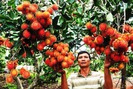 Chặt chôm chôm đặc sản trồng giống Thái nguy cơ nhận 'trái đắng'