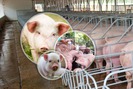 Giá lợn hôm nay (03.8): Giá lợn tại miền Bắc giảm do nắng nóng, lợn hơi tại Trung Quốc lên mức 50.000 đồng/kg