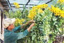 Nên nghiệp sau 8 năm đi học kỹ thuật trồng hoa lan