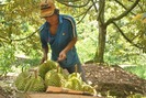Chuyên canh cây ăn quả đặc sản, mỗi ha cho lợi nhuận gần nửa tỉ đồng ở Cai Lậy