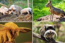 10 giống lợn, bò, chó, chim, chuột,... có ngoại hình lạ kỳ đến khó tin
