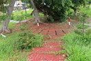 Cây lộc vừng 300 tuổi nở hoa đỏ rực một góc vườn ở Hậu Giang