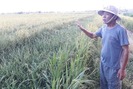 Cảnh báo dịch bệnh: Nông dân bất lực khi hàng trăm ngàn ha lúa nhiễm bệnh