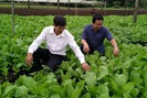 Tự ủ phân trồng rau sạch và làm nấm, thu tiền tỉ mỗi năm