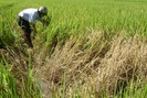 Cảnh báo dịch bệnh tuần này (từ 11 – 17/9): Sâu cuốn lá nhỏ và rầy lan rộng đe dọa các trà lúa