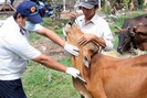 Cảnh báo dịch bệnh: Bệnh lở mồm long móng bùng phát trên đàn gia súc tỉnh Đắk Lắk