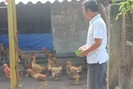 Thu nhập 25 triệu/tháng nhờ nuôi gà theo hướng an toàn sinh học