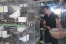 Sau 2 năm, sở hữu trại bồ câu 'khủng' với 1.600 đôi chim giống, trị giá gần 1 tỉ đồng