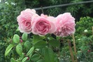 Vườn hồng ngọt ngào trên sân thượng của cô giáo dạy Văn ở Hà Tĩnh
