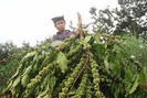 Phẫn nộ khi 300 cây cà phê sắp thu hoạch bị kẻ xấu chặt phá ở Gia Lai