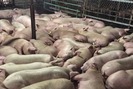 Phát hiện hàng nghìn con lợn bị bơm thuốc an thần nằm la liệt chờ giết mổ