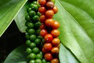 Giá nông sản hôm nay 05/9: Hồ tiêu bật tăng 92.000 đồng/kg, cà phê chao đảo