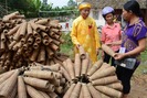 Thôn Đồng Tâm chỉ đan rọ tôm mỗi năm thu trên 5 tỉ đồng