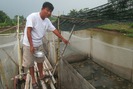 10 năm nuôi ếch Thái Lan mỗi năm bỏ túi 300 triệu đồng