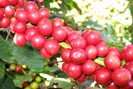 Giá nông sản hôm nay 23/9: Tiêu duy trì đà tăng nhẹ, giá cà phê không còn giảm sốc