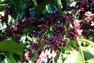 Giá nông sản hôm nay 10/9: Thiếu hụt nguồn cung sẽ đẩy giá cà phê tăng trong tuần tới
