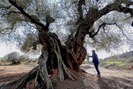 Vẻ "ma mị" của những cây ô liu nghìn năm cổ xưa nhất trái đất