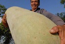 Sửng sốt với những trái cây khổng lồ “gây bão” thị trường Việt