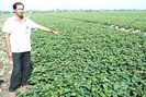 Tự hào nông dân Việt Nam 2017: “Vua” khoai lang tím với kinh nghiệm trồng khoai thu tiền tỉ