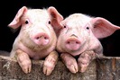 Giá lợn hôm nay 07/9: Lợn đi biên nhộm nhoạm, người nuôi lo lắng vì giá thất thường