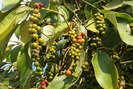 Giá nông sản hôm nay 15/9: Hồ tiêu sau 3 phiên giảm sốc 5 triệu đồng/tấn, cà phê vẫn khó khăn