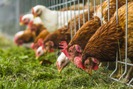 4.000 con gà nằm điều hòa, đẻ triệu trứng mỗi năm