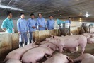 Tự hào nông dân Việt Nam 2017: Biến khu đất "chết" thành trại lợn sản lượng 1.200 tấn/năm