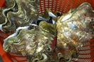 Đại gia Việt săn ốc khổng lồ nặng 10kg, giá 4 triệu