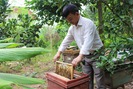 Bí quyết thu hàng nghìn lít mật từ mô hình nuôi ong VietGAP