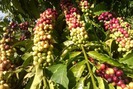 Robusta tăng vọt đẩy giá nội địa lên mốc mới, hồ tiêu rớt mạnh về mức 62