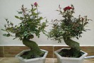 Thú chơi hồng bonsai đắp rêu, ngày Tết giá tiền triệu vẫn cháy hàng