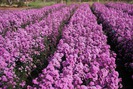 Vũng Tàu: Vườn hoa thạch thảo đang gây sốt cộng đồng mạng