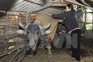 Kinh nghiệm chống rét cho trâu bò ở vùng cao