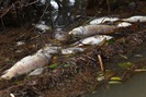 Xuất hiện cá chết bất thường hơn 3km trên sông ở Quảng Ngãi