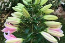 Bí quyết trồng cây hoa ly "vỡ kế hoạch" trổ liền 40 bông của người mẹ Việt ở New Zealand