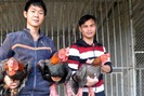 Tất bật nuôi lợn rừng, chăm gà Đông Tảo chờ bán Tết ở Hà Tĩnh