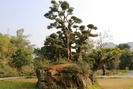 Kỳ lạ cây duối sống trên tảng đá hàng nghìn năm như bàn tay Phật