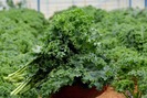 Nhà vườn bội thu nhờ trồng giống ngoại cải xoăn Kale