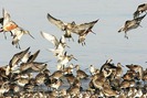 Xứ Hàn mùa chim di cư, tăng kiểm dịch virus cúm gia cầm