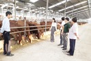 Chăn nuôi đại gia súc theo chuỗi hiệu quả và bền vững